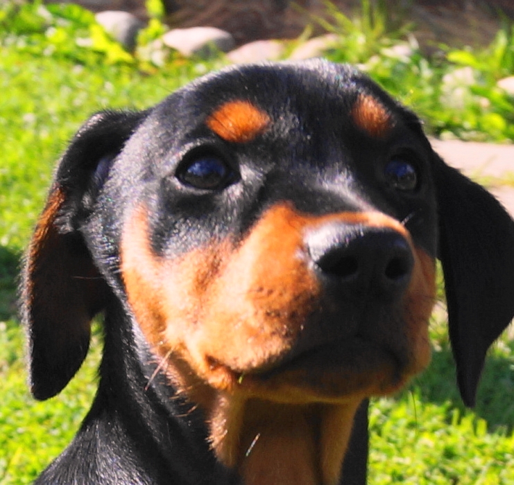Pinscher * Xélanc Zupreme Zaga 8 veckor